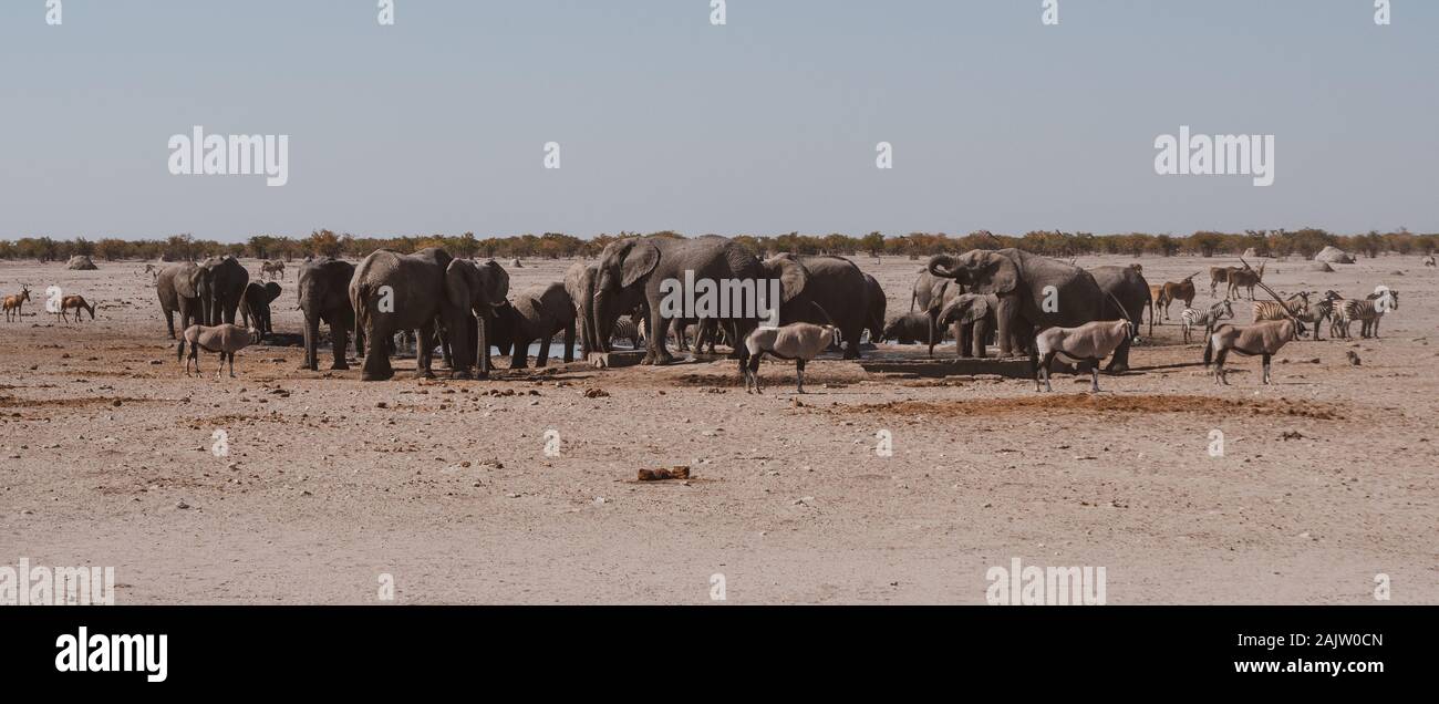 Una mandria di elefanti a Waterhole Panorama in Etosha National Park in nostalgico Colori caldi Foto Stock