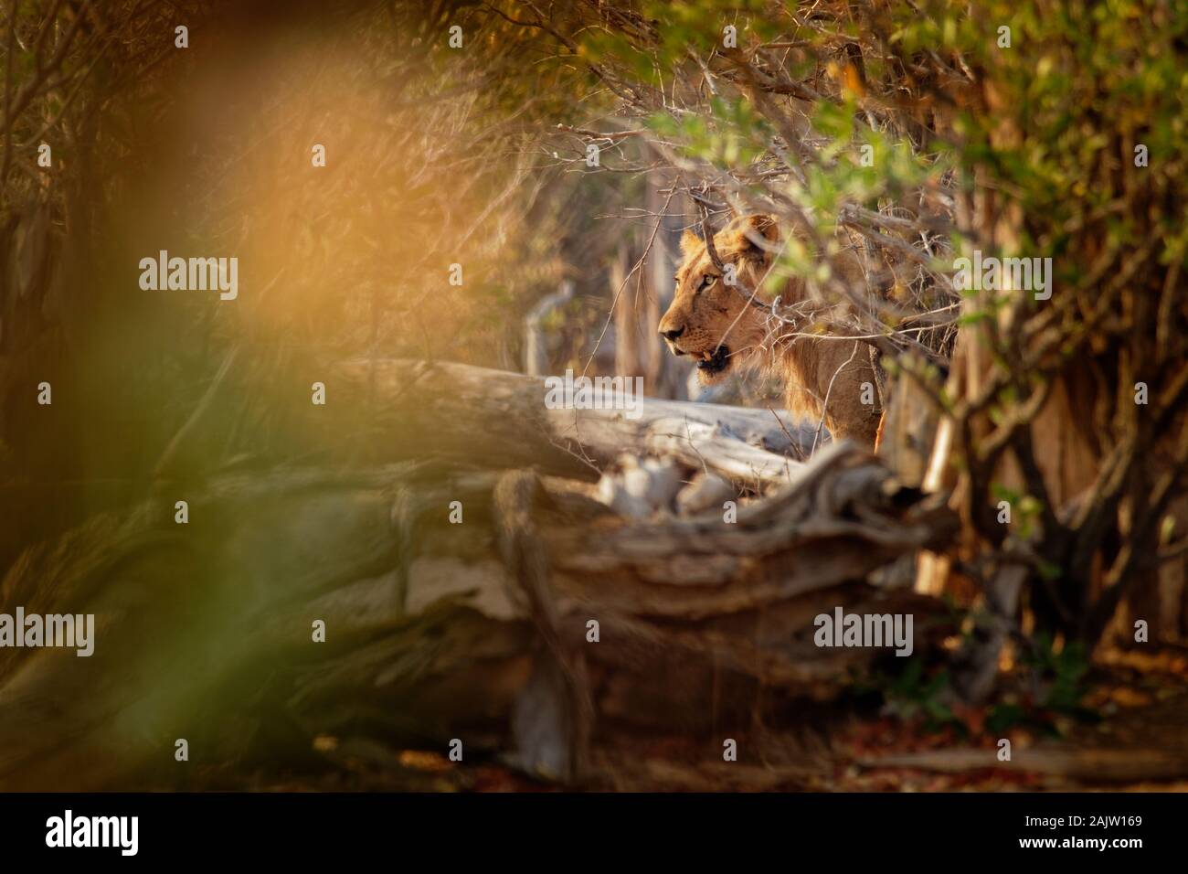 Lion - Panthera leo re degli animali. Lion - il più grande african cat - La caccia nel Parco Nazionale di Mana Pools in Zimbabwe, nascosti nella boscaglia. Foto Stock