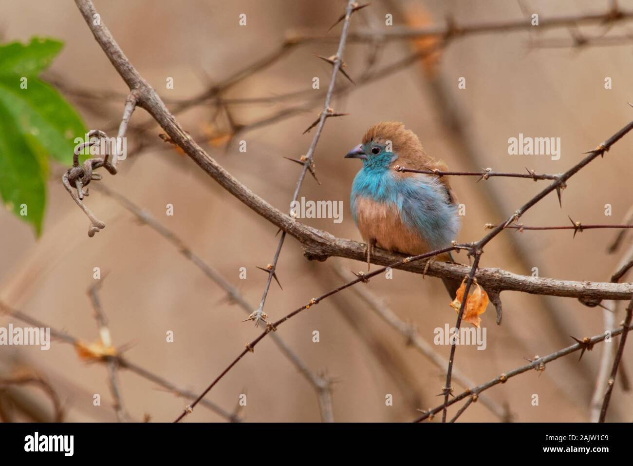 Blue Waxbill o Cordonbleu meridionale - Uraeginthus angolensis noto anche come un Blu-breasted waxbill, blu-cheeked o Angola-cordon bleu, specie di est Foto Stock