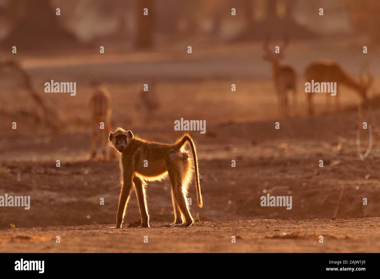 Chacma Baboon - Papio ursinus griseipes o Cape babbuino, scimmia del Vecchio Mondo famiglia,uno dei più grandi di tutte le scimmie, situato principalmente nel sud Afri Foto Stock