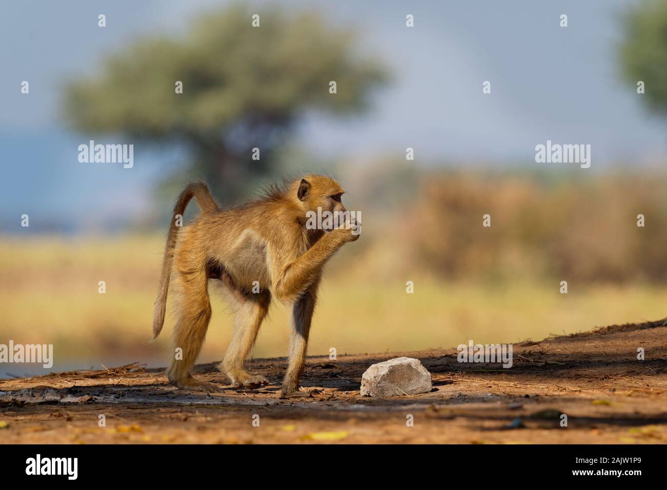 Chacma Baboon - Papio ursinus griseipes o Cape babbuino, scimmia del Vecchio Mondo famiglia,uno dei più grandi di tutte le scimmie, situato principalmente nel sud Afri Foto Stock