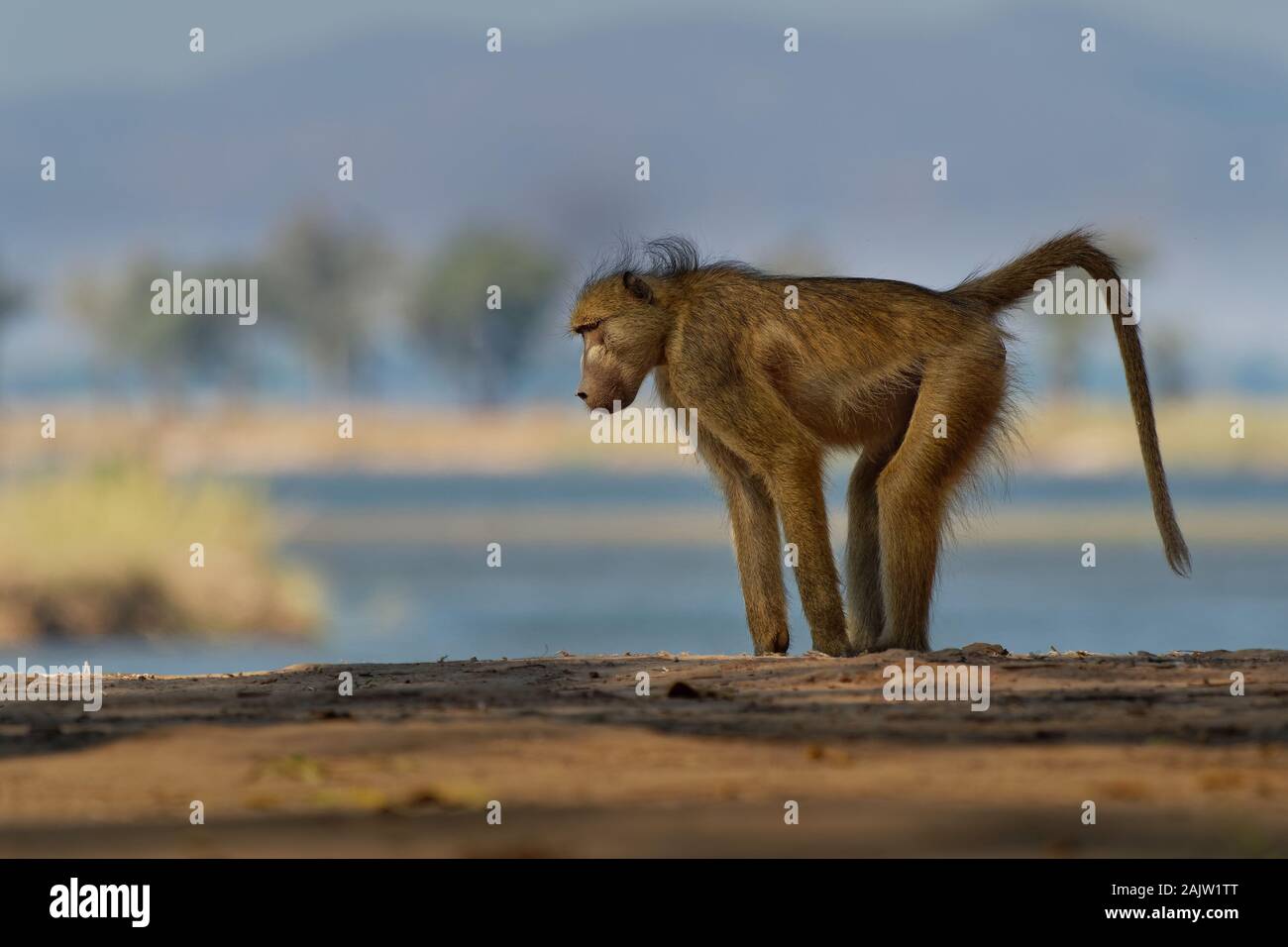 Chacma Baboon - Papio ursinus griseipes o Cape babbuino, scimmia del Vecchio Mondo famiglia,uno dei più grandi di tutte le scimmie, situato principalmente nel sud Afri Foto Stock