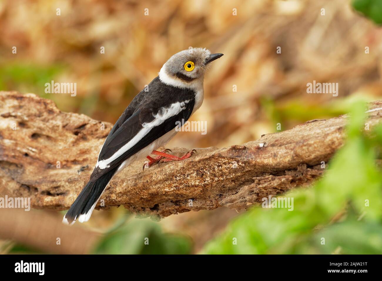 Bianco-crested Helmetshrike - Prionops plumatus o bianco, helmetshrike passerine bird nella famiglia Prionopidae, precedentemente nell'Malaconotidae, bianco b Foto Stock