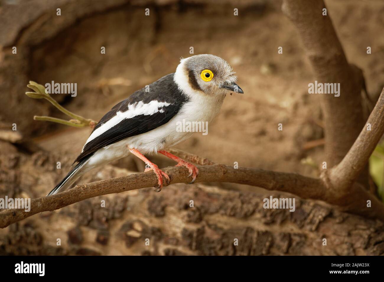 Bianco-crested Helmetshrike - Prionops plumatus o bianco, helmetshrike passerine bird nella famiglia Prionopidae, precedentemente nell'Malaconotidae, bianco b Foto Stock