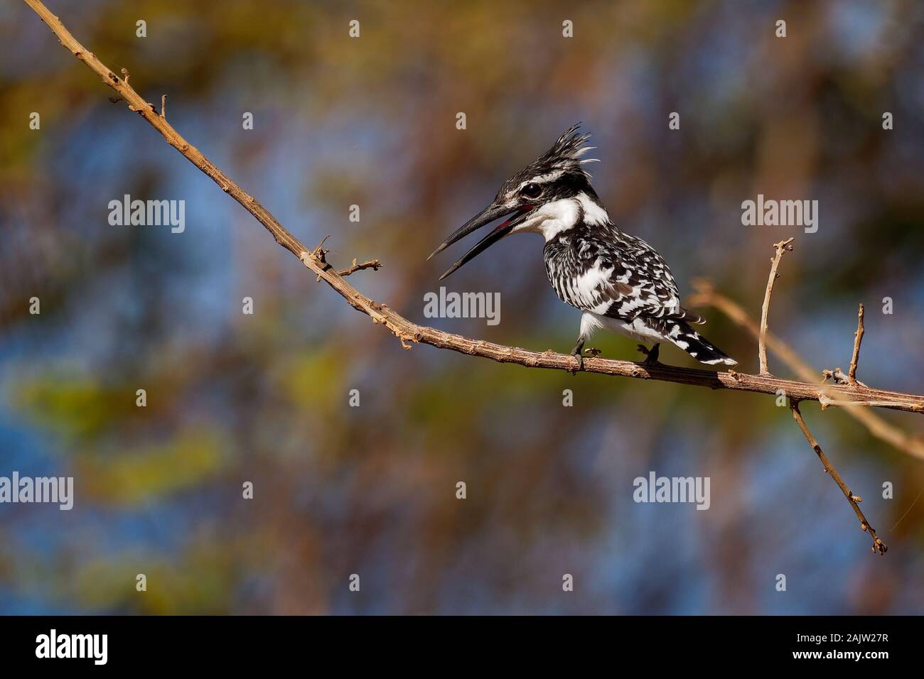 Pied Kingfisher - Ceryle rudis specie di acqua bianco e nero kingfisher ampiamente distribuite in Africa e in Asia. Caccia ai pesci. Seduto sul reggiseno Foto Stock