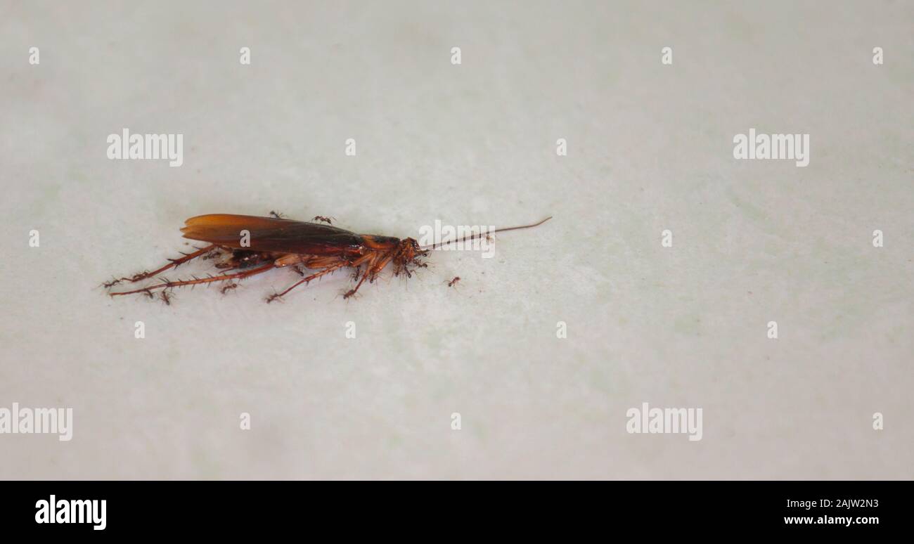 Approccio a un grande scarafaggio morto da aree tropicali su un pavimento bianco con piccole formiche attorno ad esso che desidera mangiare Foto Stock