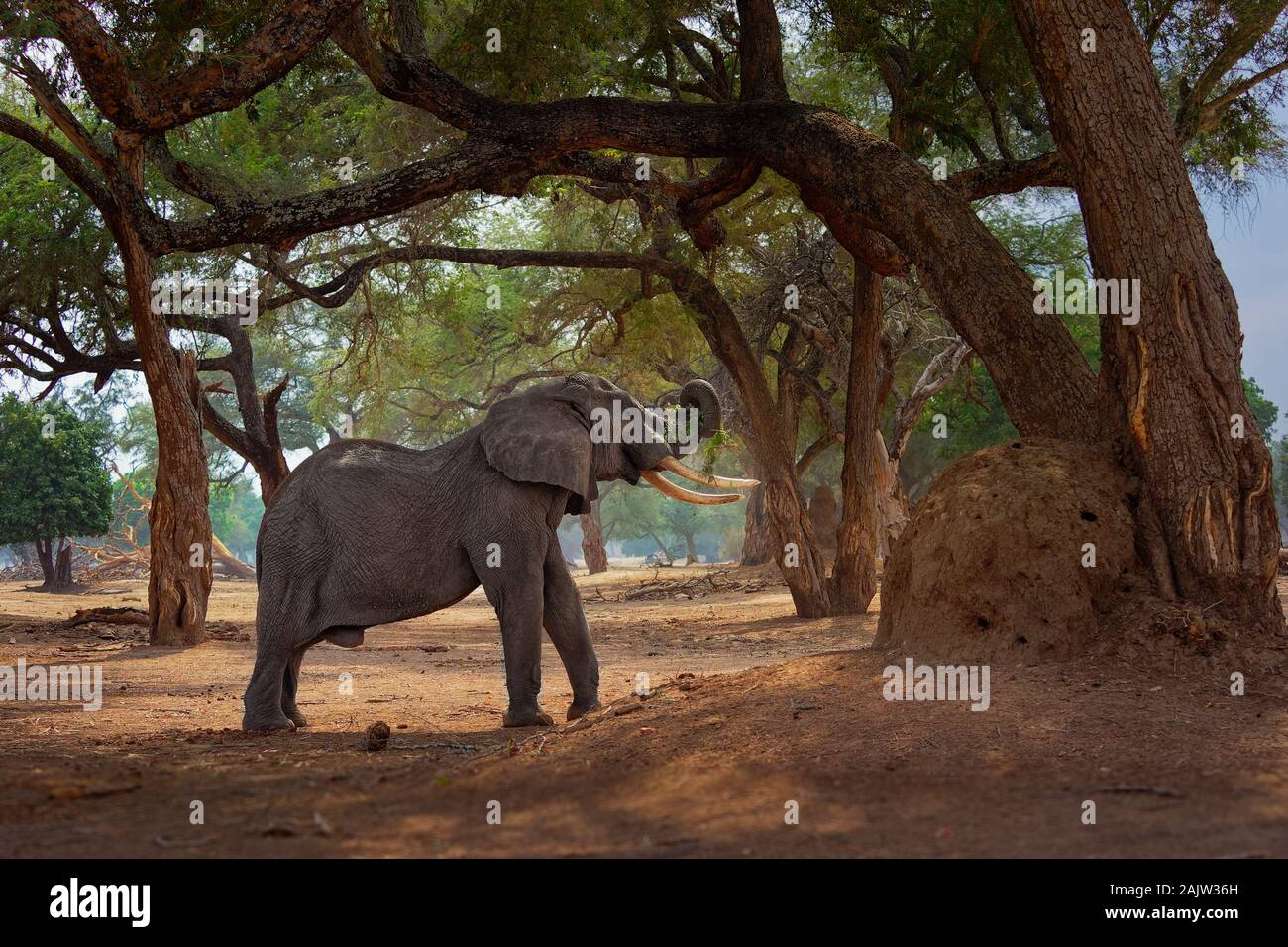 Bush africano Elefante - Loxodonta africana nel Parco Nazionale di Mana Pools nello Zimbabwe, in piedi nel verde della foresta e mangiare o alla ricerca di foglie. Foto Stock