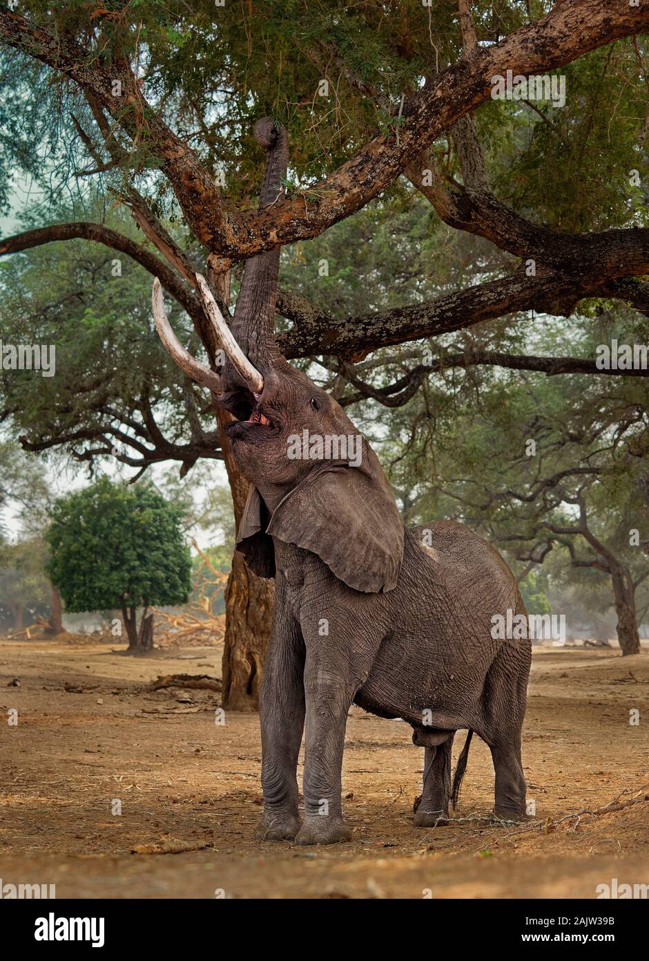 Bush africano Elefante - Loxodonta africana nel Parco Nazionale di Mana Pools nello Zimbabwe, in piedi nel verde della foresta e mangiare o alla ricerca di foglie. Foto Stock