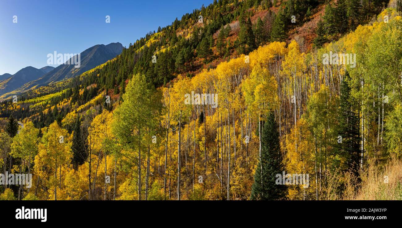 Un apsen grove sul ripido fianco di una montagna vicino McClure Pass, Colorado. Foto Stock