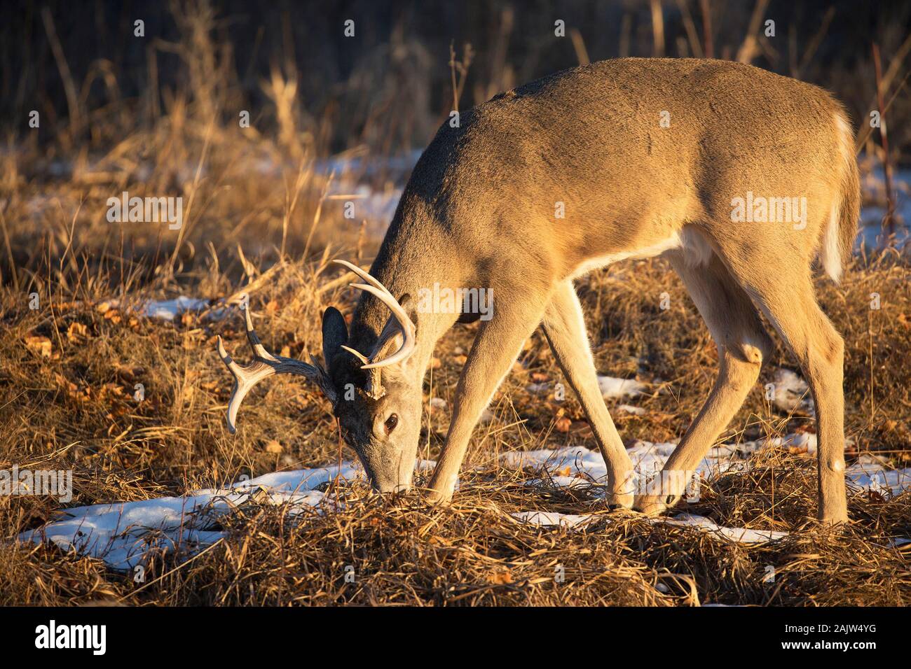 Cerro dalla coda bianca (Odocoileus virginianus) in inverno Foto Stock