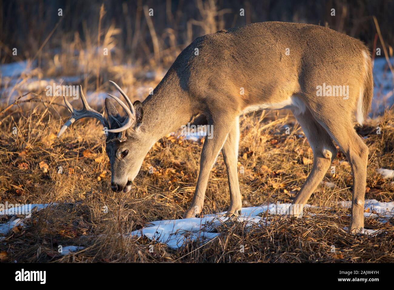 White-Tailed Deer (Odocoileus virginianus) buck navigando sul fiume floodplain in inverno Foto Stock