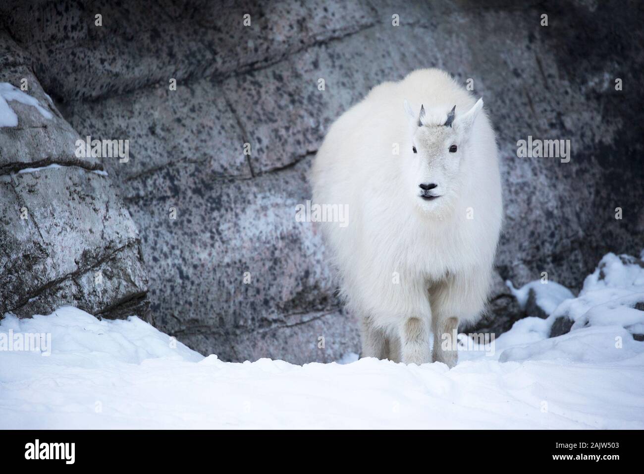 Capra di montagna rocciosa (Oreamnos americanus) in piedi sulla neve alla mostra Canadian Wilds dello zoo di Calgary, Alberta, Canada Foto Stock