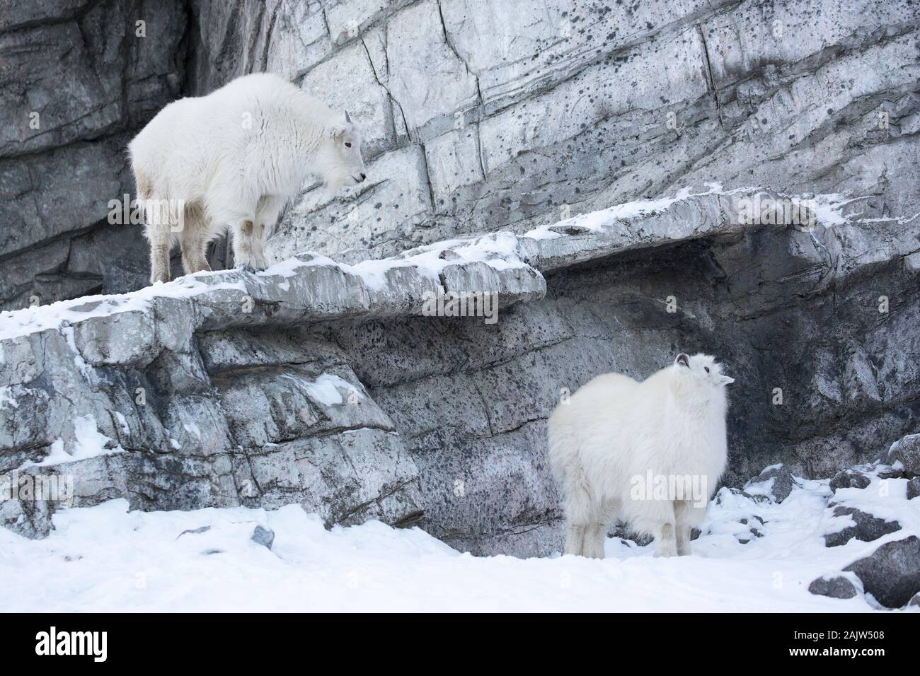 Le capre rocciose della montagna (Oreamnos americanus) alla mostra delle selvaggine canadesi nello zoo di Calgary Foto Stock