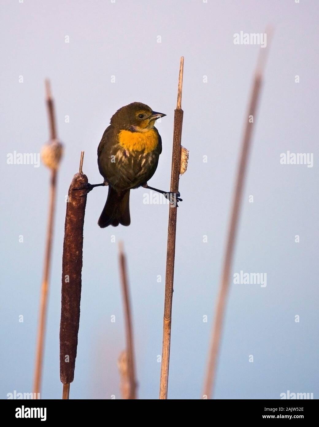 Femmina di uccello nero a testa gialla (Xanthocephalus xanthocephalus) aggrappato a su lattache (Typha latifolia) in palude Foto Stock