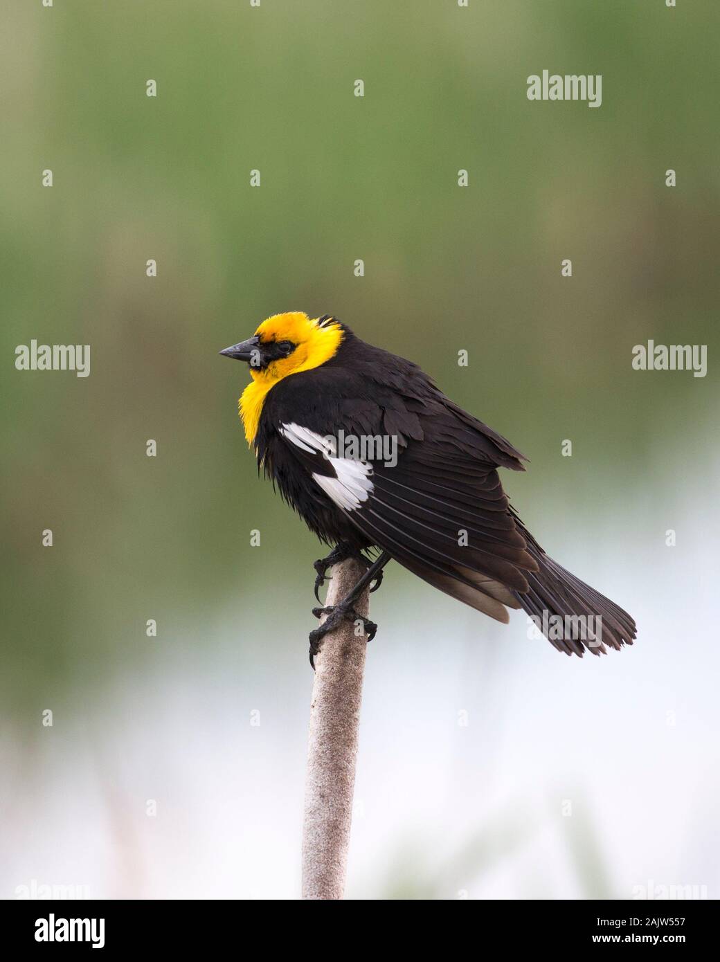 Maschio di uccello nero dalla testa gialla (Xanthocephalus xanthocephalus) arroccato su una cattaglia (Typha latifolia) in palude, Canada Foto Stock