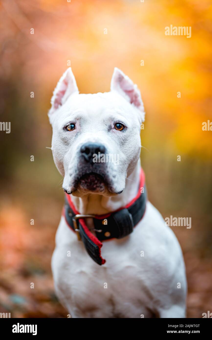Ritratto di bianco American Pitbull Terrier in all'aperto nella foresta di autunno Foto Stock