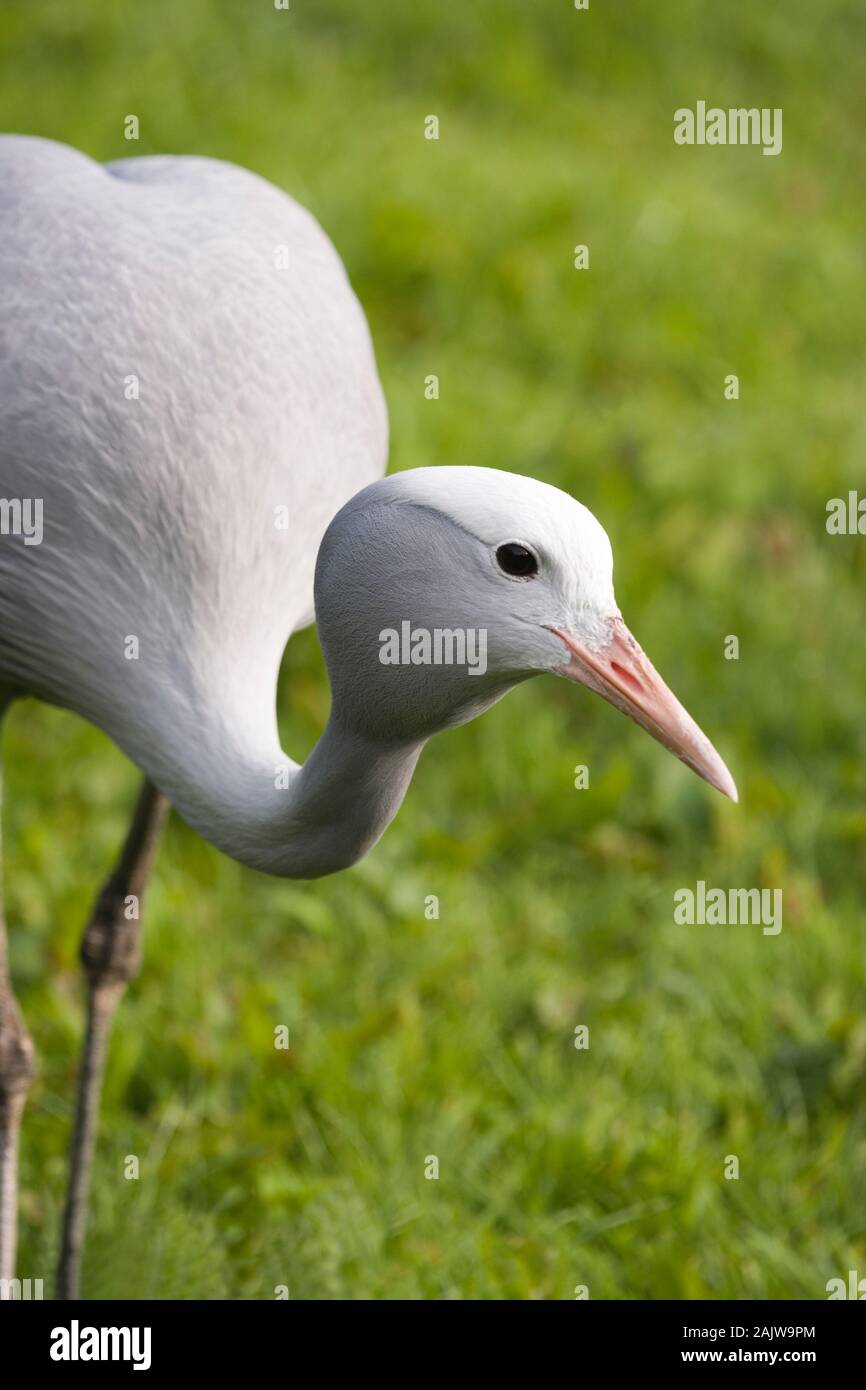 Blu, STANLEY o paradiso gru (Anthropoides paradisaea). Uccello nazionale del Sud Africa Foto Stock