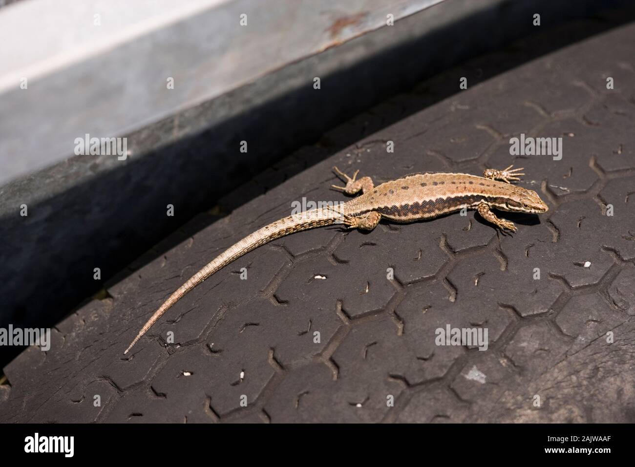 Lucertola muraiola Podarcis muralis. Crogiolarsi su sun riscaldata pneumatico in gomma su una fattoria carrello. Pneumatico troppo calda che lizard sollevando gli arti e le dita dei piedi dalla superficie Foto Stock