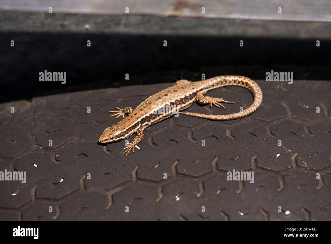 Lucertola muraiola Podarcis muralis femmina gravido crogiolarsi sulle sole caldo di pneumatici in gomma del carrello fattoria- 'termo-REGOLAMENTO'. Comportamento. Quotidianamente mattina presto esposizione. Foto Stock