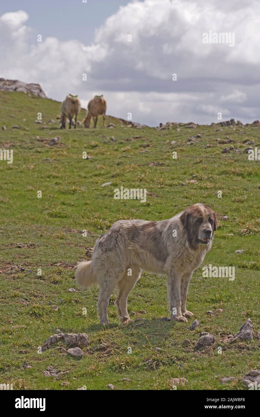 Pirenei cane pastore (razza locale) Canis lupus familiaris. Picos de Europa, Asturias, Spagna settentrionale. Foto Stock
