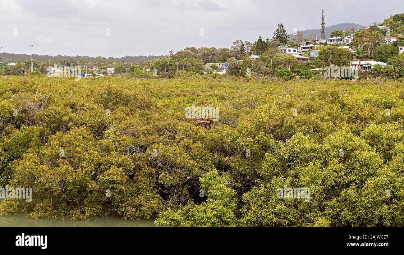 Palude di mangrovie ecosistema in un torrente acceso spento l'oceano sulla costa Capricorno di Australia Foto Stock