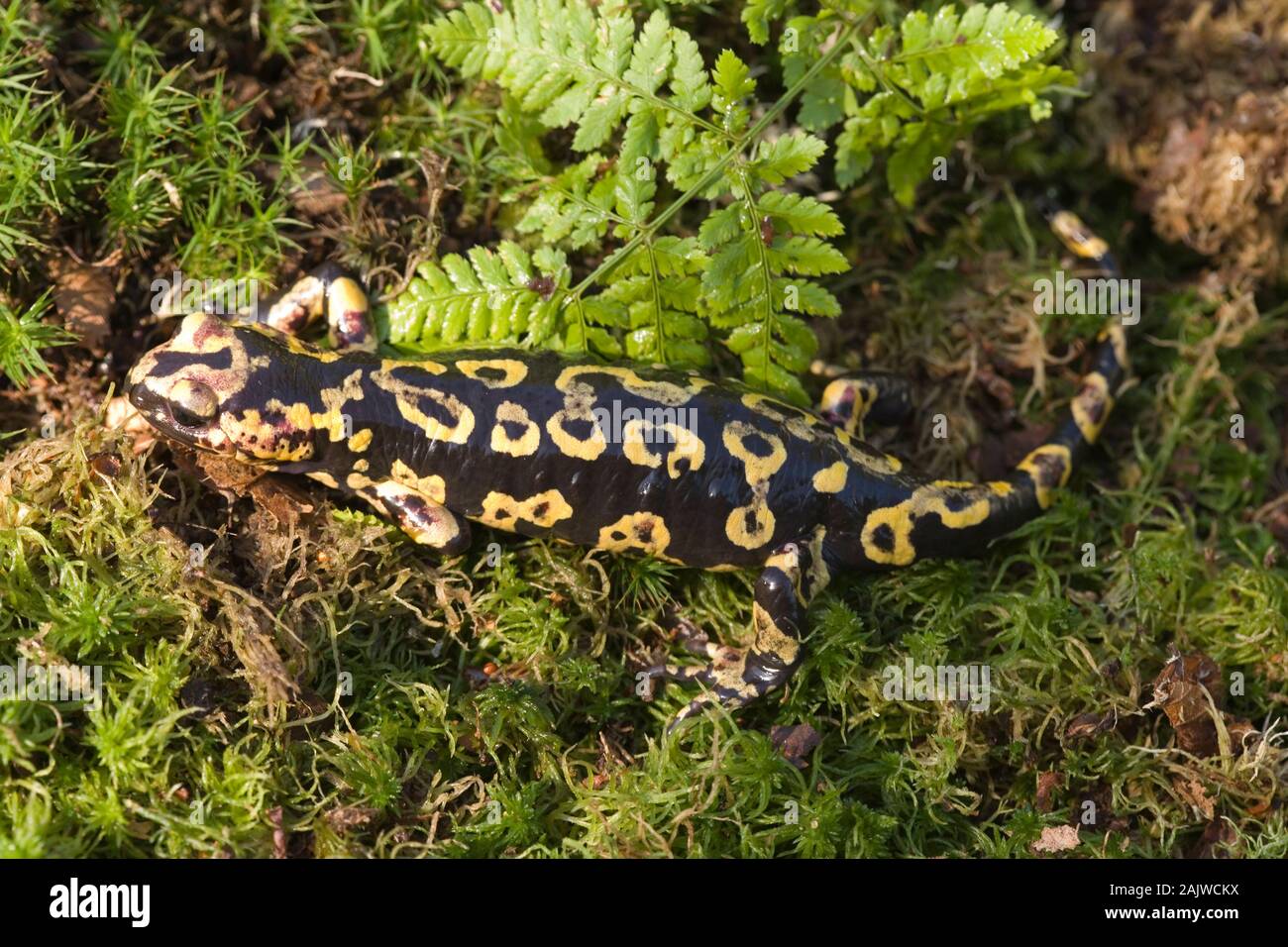 Portoghese SALAMANDER FUOCO (Salamandra s. gallaica). Motivo distintivo di una serie di macchie nere all'interno di più grandi giallo ones.Ttendenza ad aree di rosso. Foto Stock