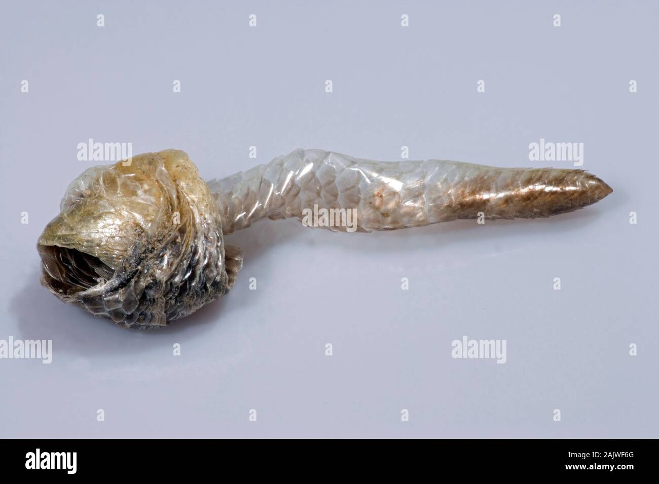 SLOW WORM (Anguis fragilis). Rovesciato incrostate pelle , 'ecdysis'. Animale ha ritirato dalla pelle con la testa e la sezione di corpo, dentro e fuori, contorti su Foto Stock