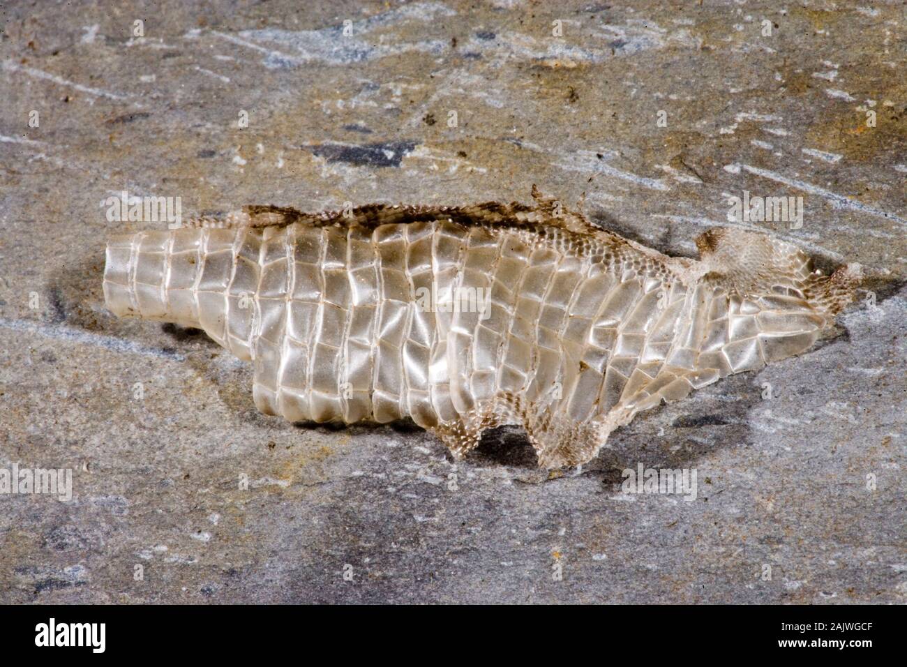 Lucertola muraiola Podarcis muralis parte del capannone, pelle (ecdysis), che mostra le scale del ventre. Foto Stock
