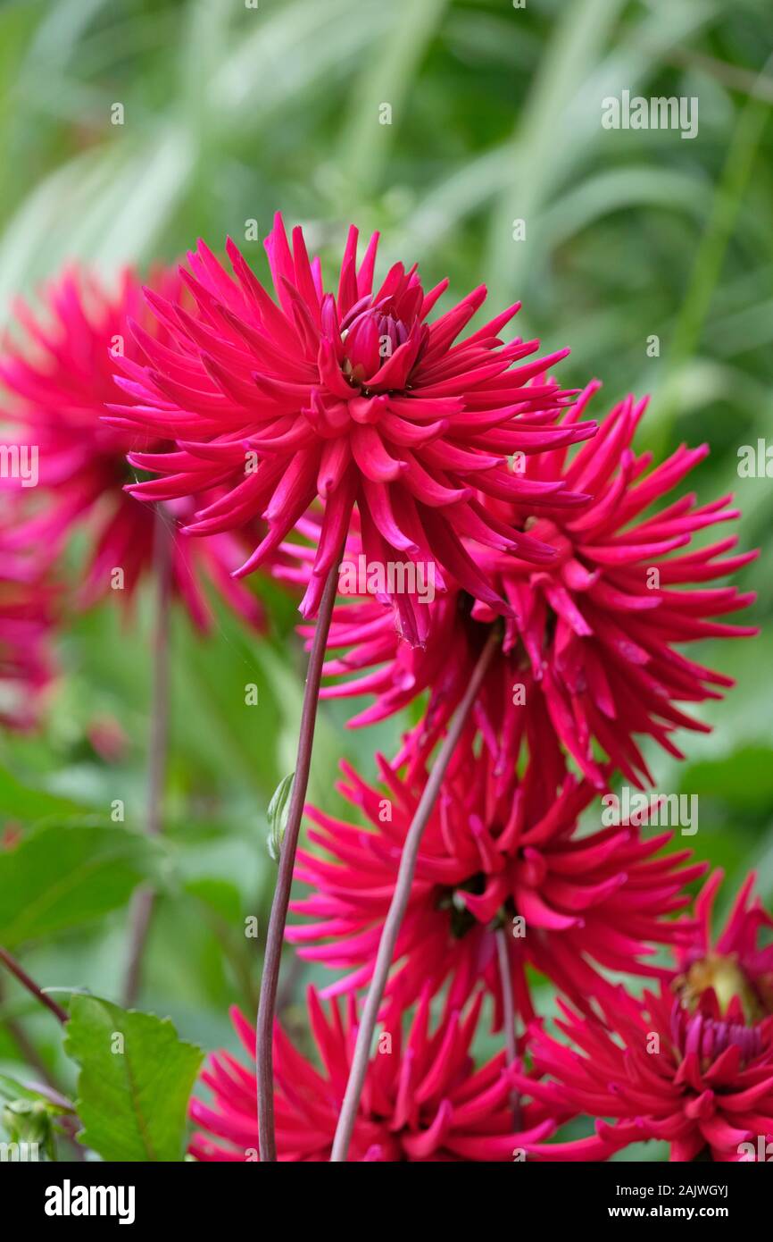 Cactus dahlia 'Doris Knight' in fiore a metà estate Foto Stock