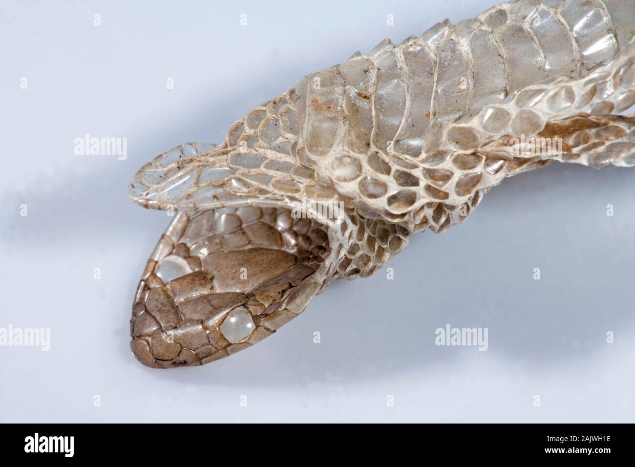 Serpente liscio Coronella austriaca invertiti incrostate pelle, estremità di testa. ganascia inferiore verso l'alto, con occhio cospicua bilancia tra testa di fondo scala. Foto Stock