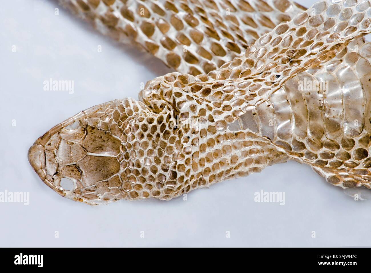 Serpente liscio Coronella austriaca anteriore incrostate pelle mostra i primi split dietro la testa dalla quale animale ha ritirato, rovesciato al di fuori della pelle all'interno. Foto Stock