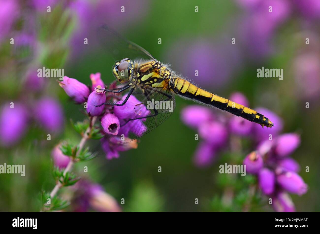 Femmina nera darter dragonfly a riposo su bell heather Foto Stock