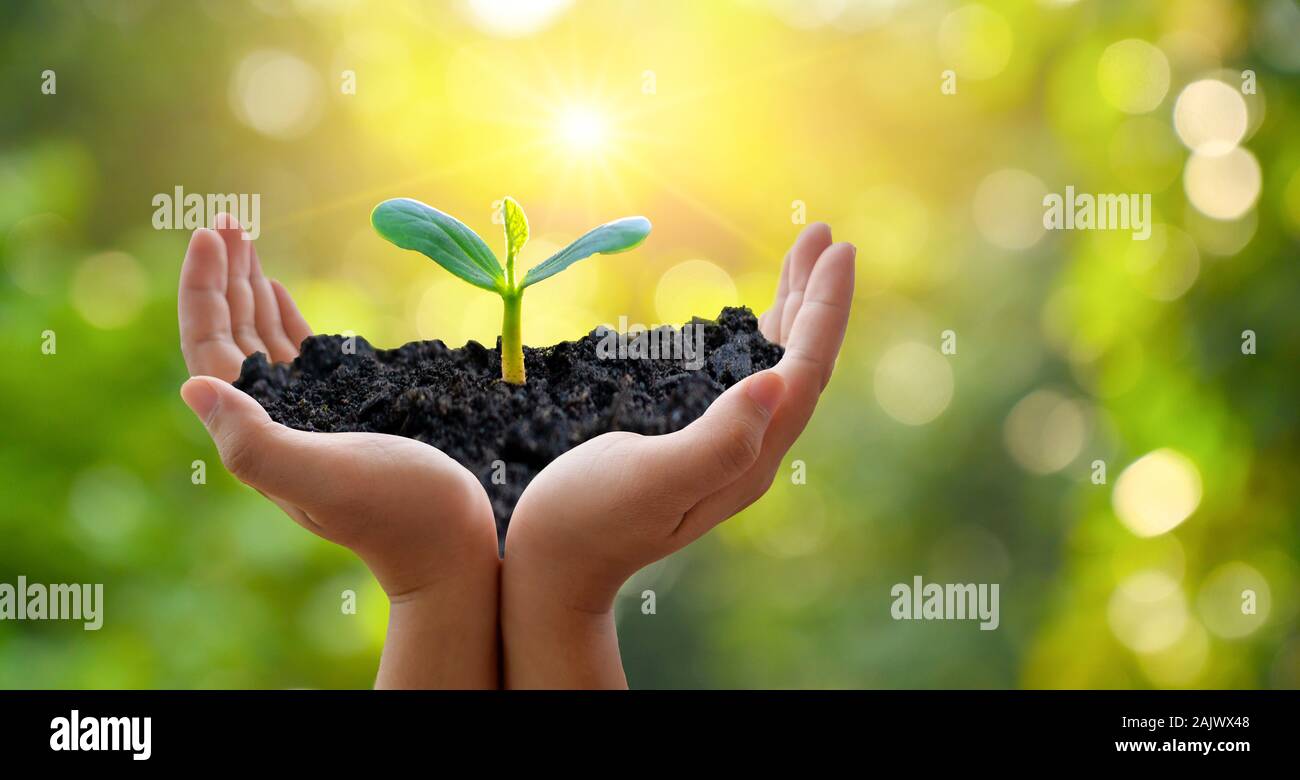 Nelle mani di alberi che crescono i semenzali. Bokeh sfondo verde femmina lato albero di trattenimento sul campo di natura foresta di erba concetto di conservazione Foto Stock