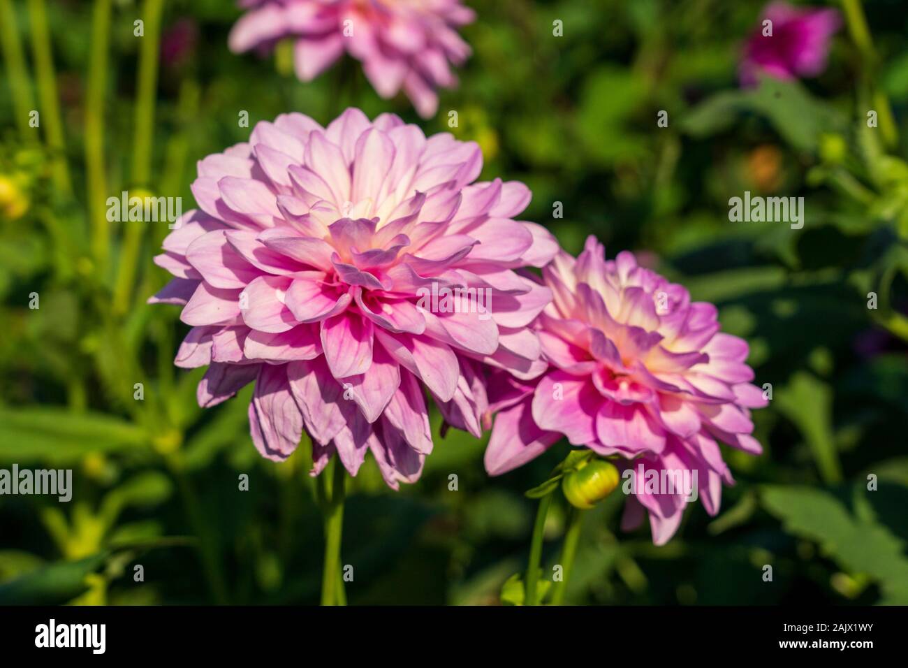 Dahlia Carolina Moon fioritura in frontiera con altri dalie in background Foto Stock