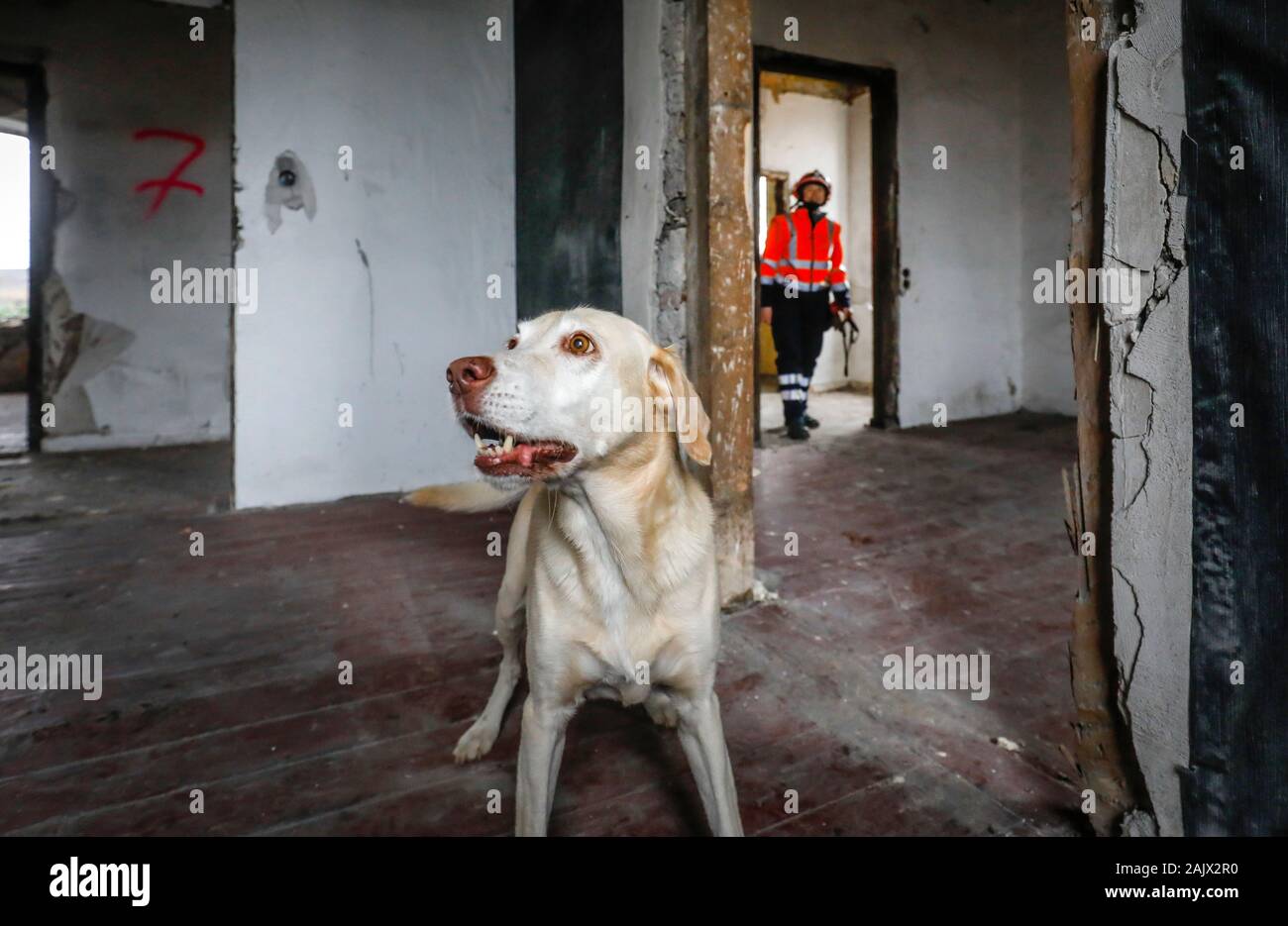 Herne, Renania settentrionale-Vestfalia, Germania - Salvataggio di addestramento del cane, in case vuote tracker cani pratica la ricerca di feriti, sepolto persone ad esempio a poppa Foto Stock