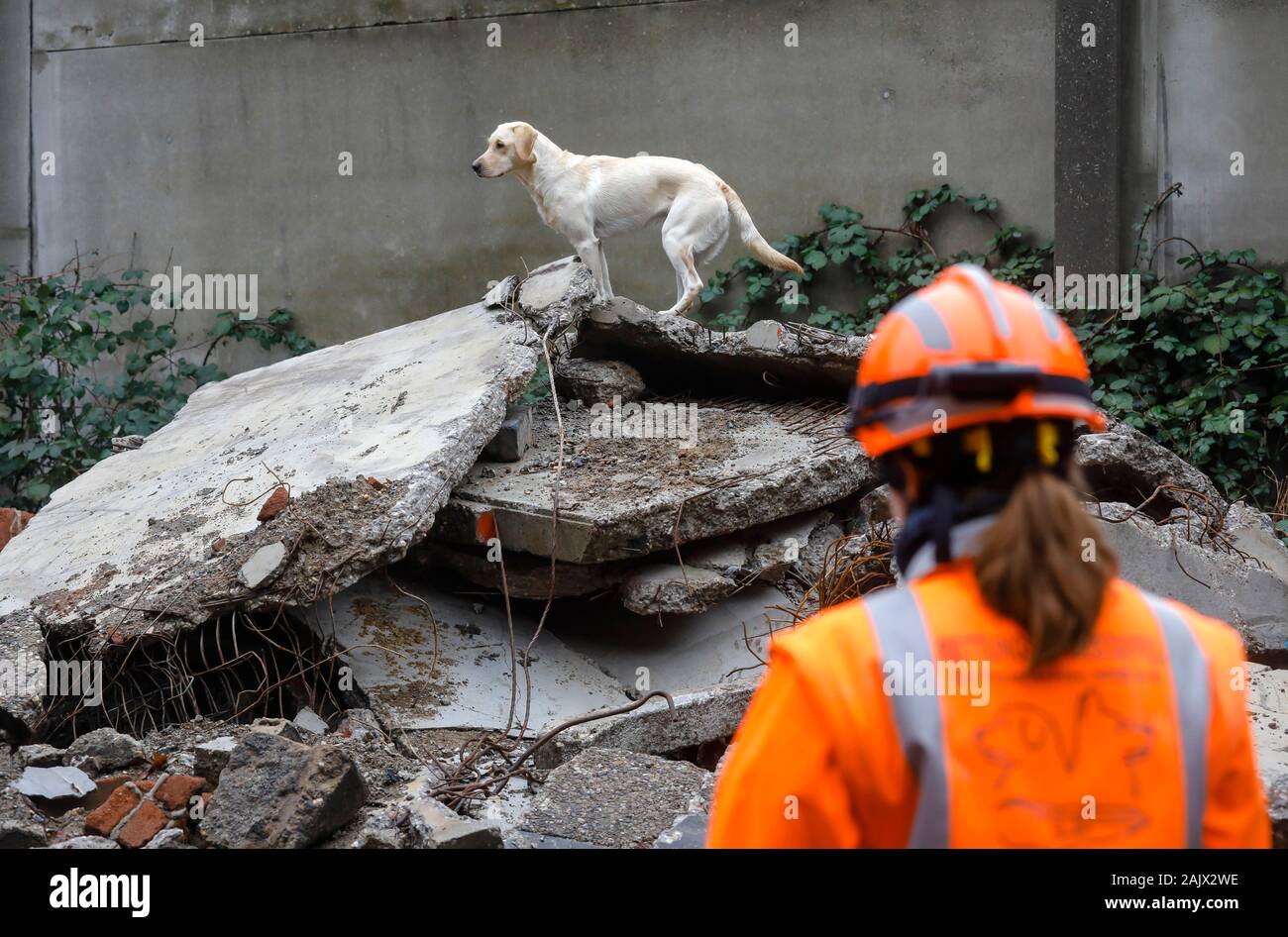 Herne, Renania settentrionale-Vestfalia, Germania - Salvataggio di addestramento del cane in ruderi di edifici crollati, il tracking cani pratica la ricerca di feriti, buri Foto Stock