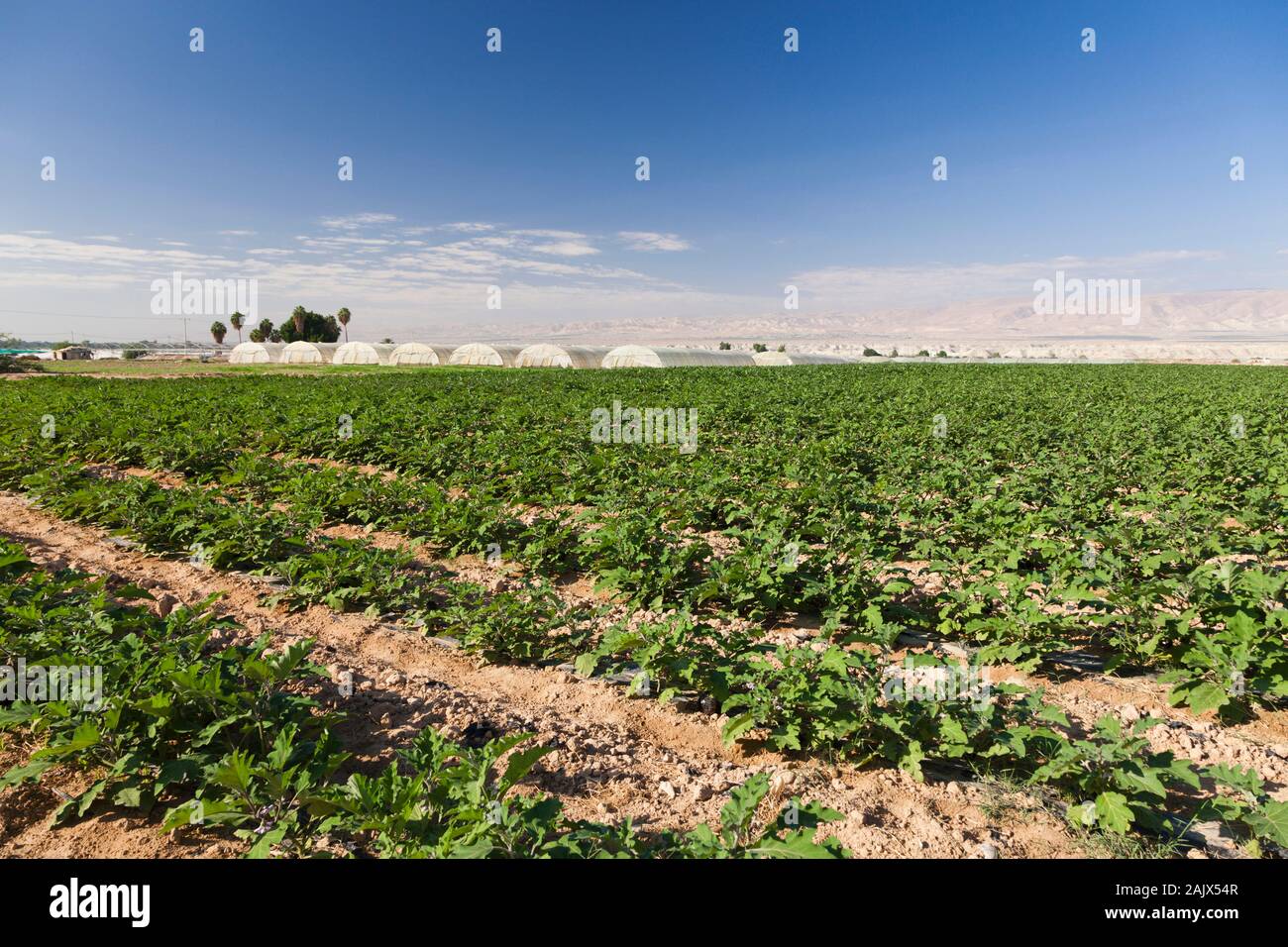 Area agricola lungo il fiume Giordano, Balqa, Giordania, centro-est, Asia Foto Stock