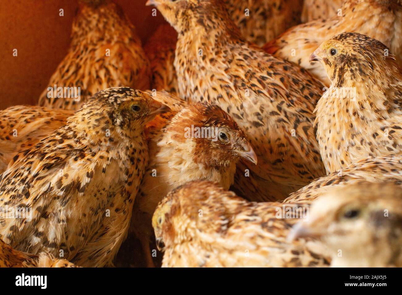 Giovani quaglie ingrasso in gabbie su un agriturismo quaglia Foto Stock