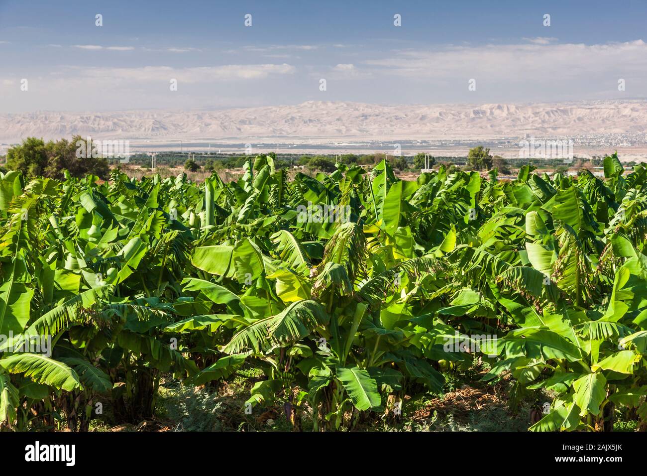 Area agricola lungo il fiume Giordano, Balqa, Giordania, centro-est, Asia Foto Stock