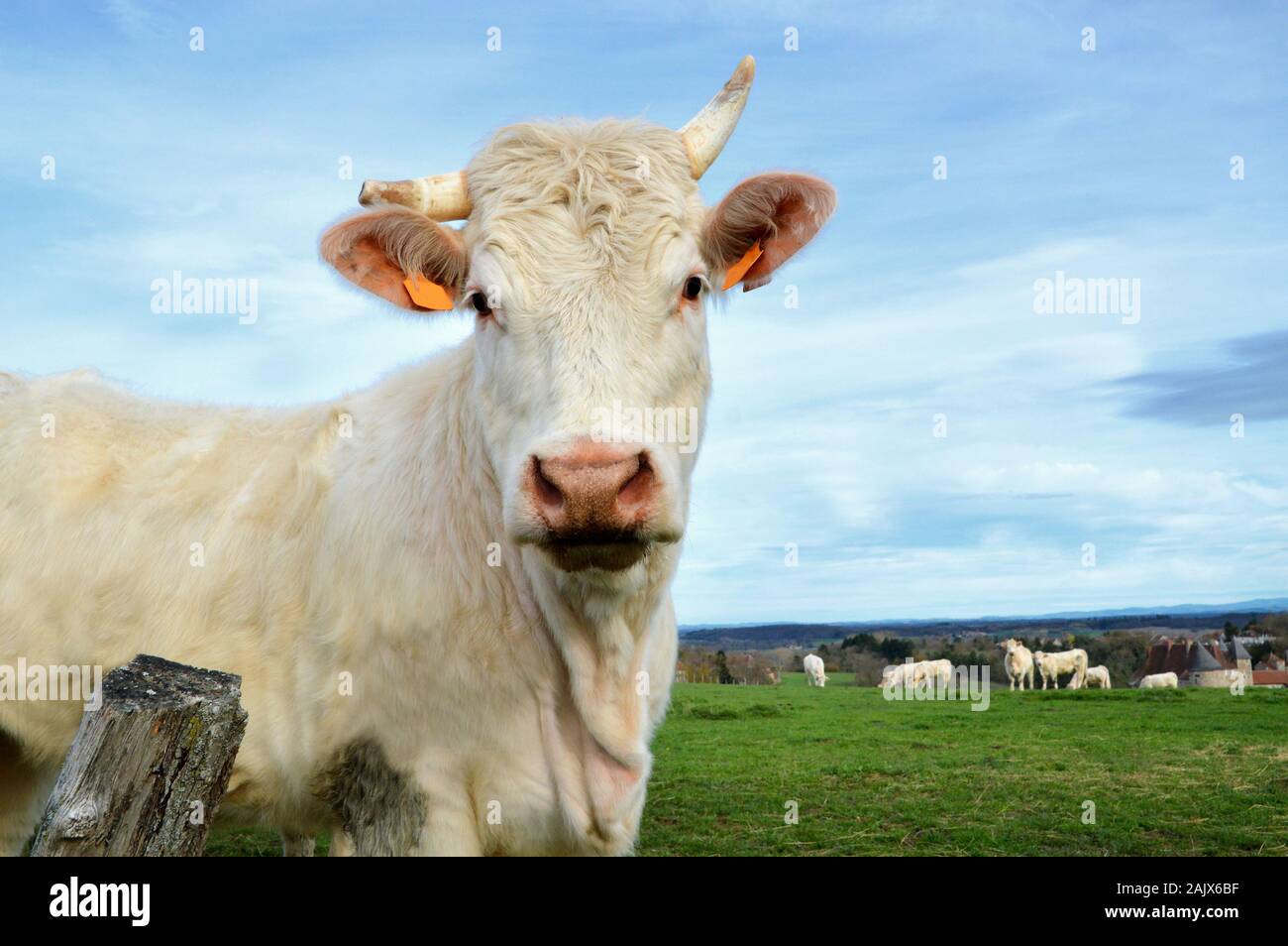 Una mucca Charolais razza in un campo in campagna Foto Stock
