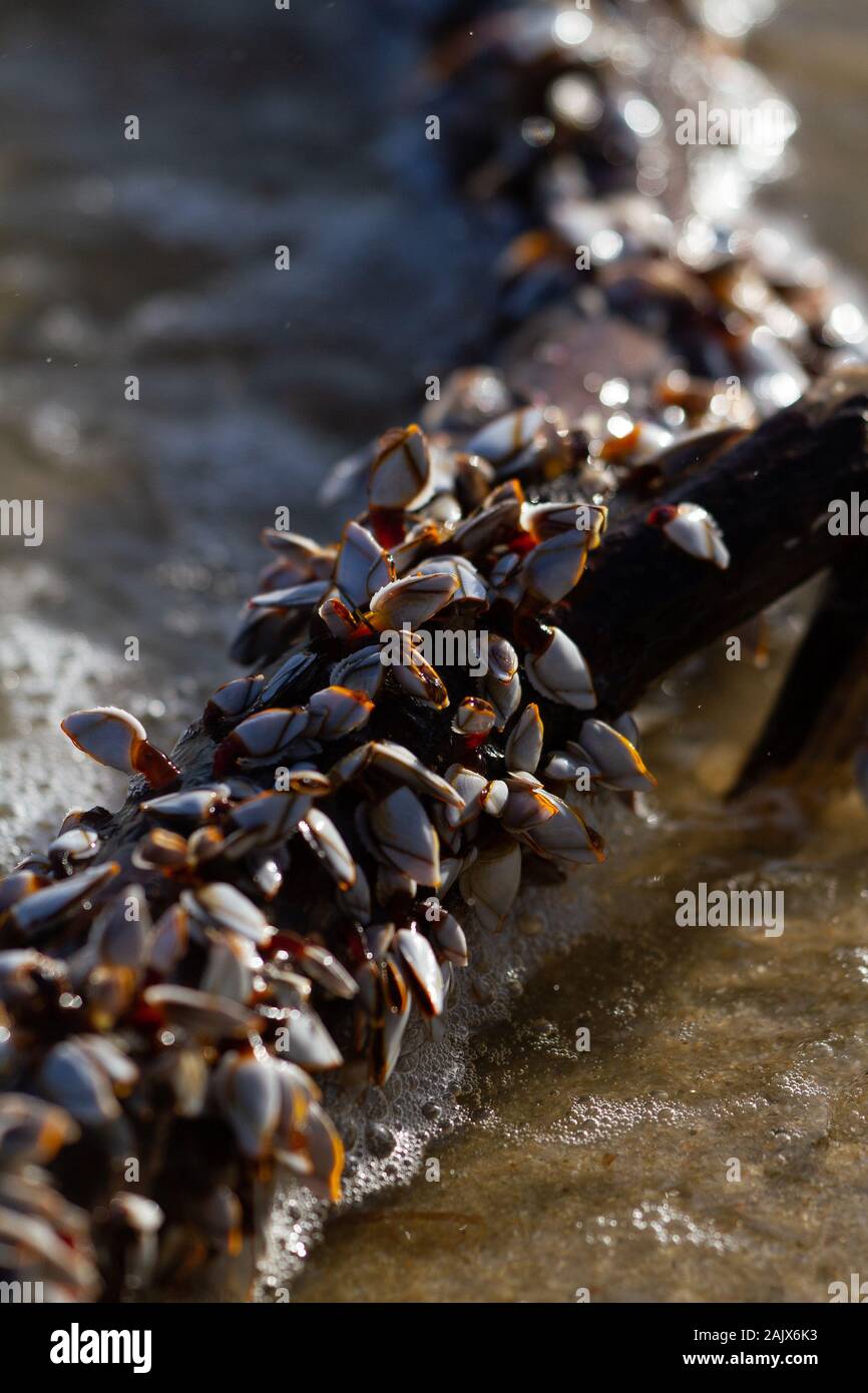 Collo d'oca Barnacle Vongole Foto Stock
