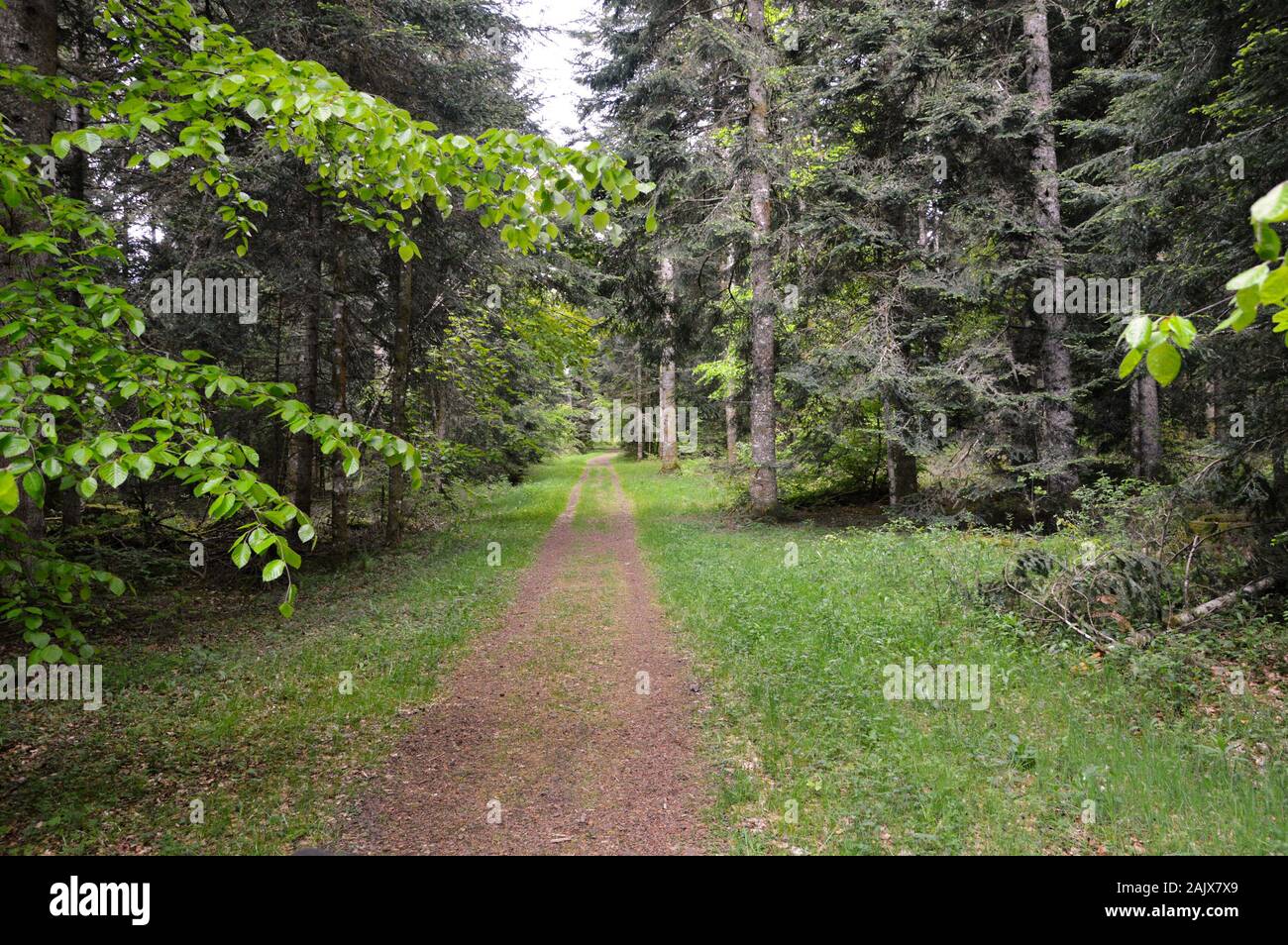 Un sentiero forestale, nel mezzo di un bosco di abeti in montagna Foto Stock