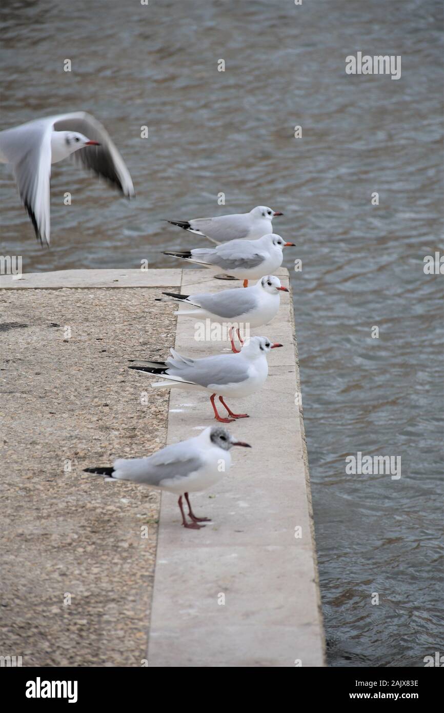 Fila di gabbiani in appoggio sui bacini, verticale Foto Stock