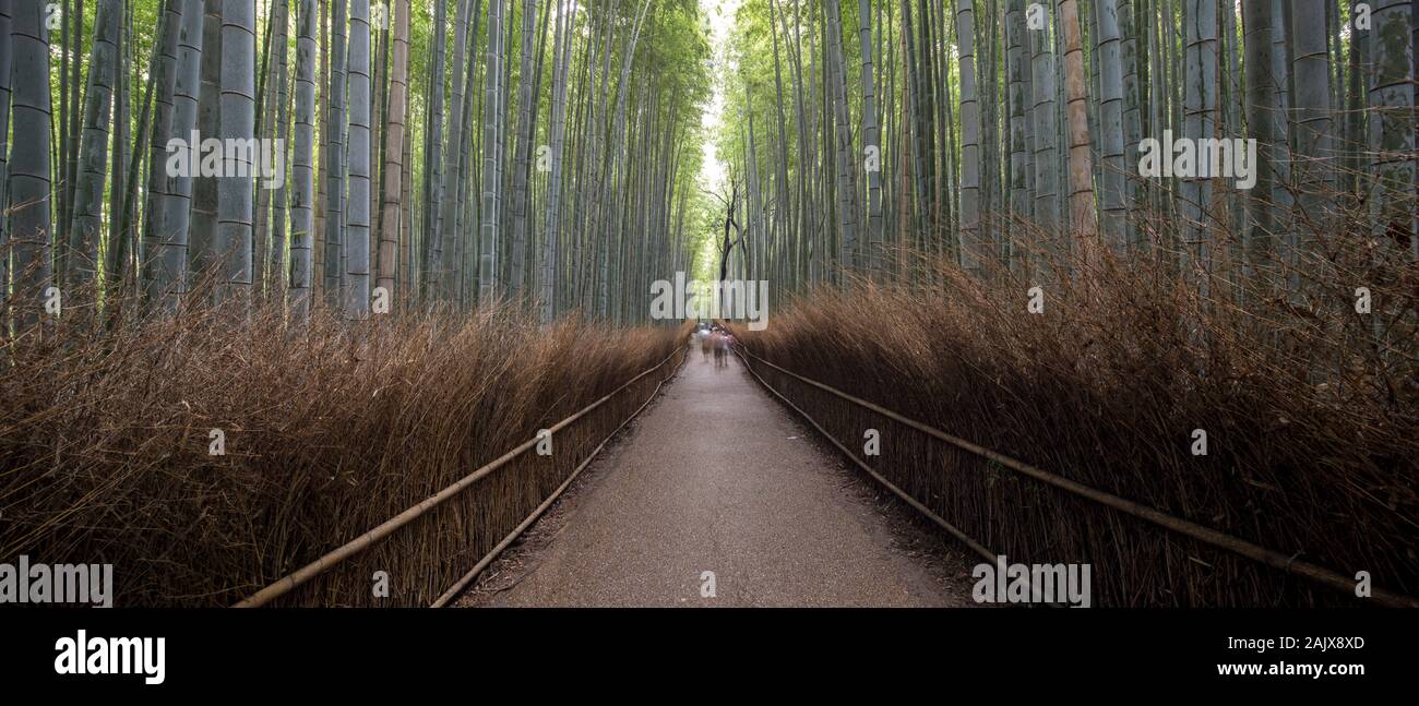 Foreste di bambù, o Arashiyama Boschetto di bambù o Sagano Foreste di bambù, è una foresta naturale di bambù in Arashiyama, Kyoto, Giappone. Foto Stock