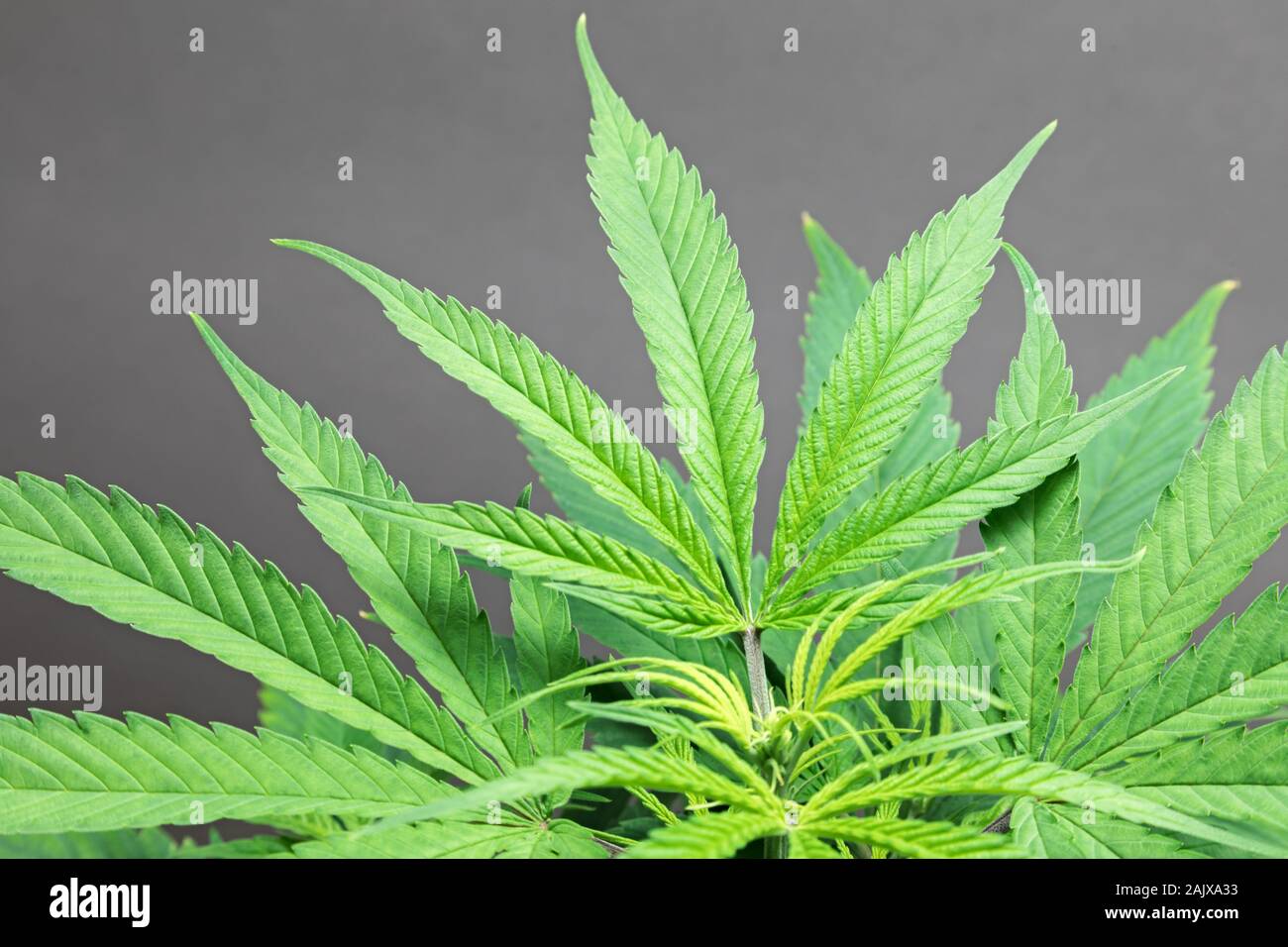 Giovani foglie sulla piscina pianta di Cannabis Foto Stock