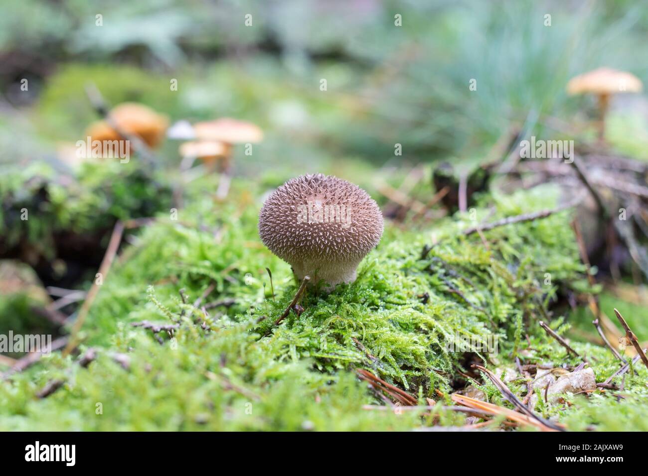 Puffball comune su legno di muschio Foto Stock