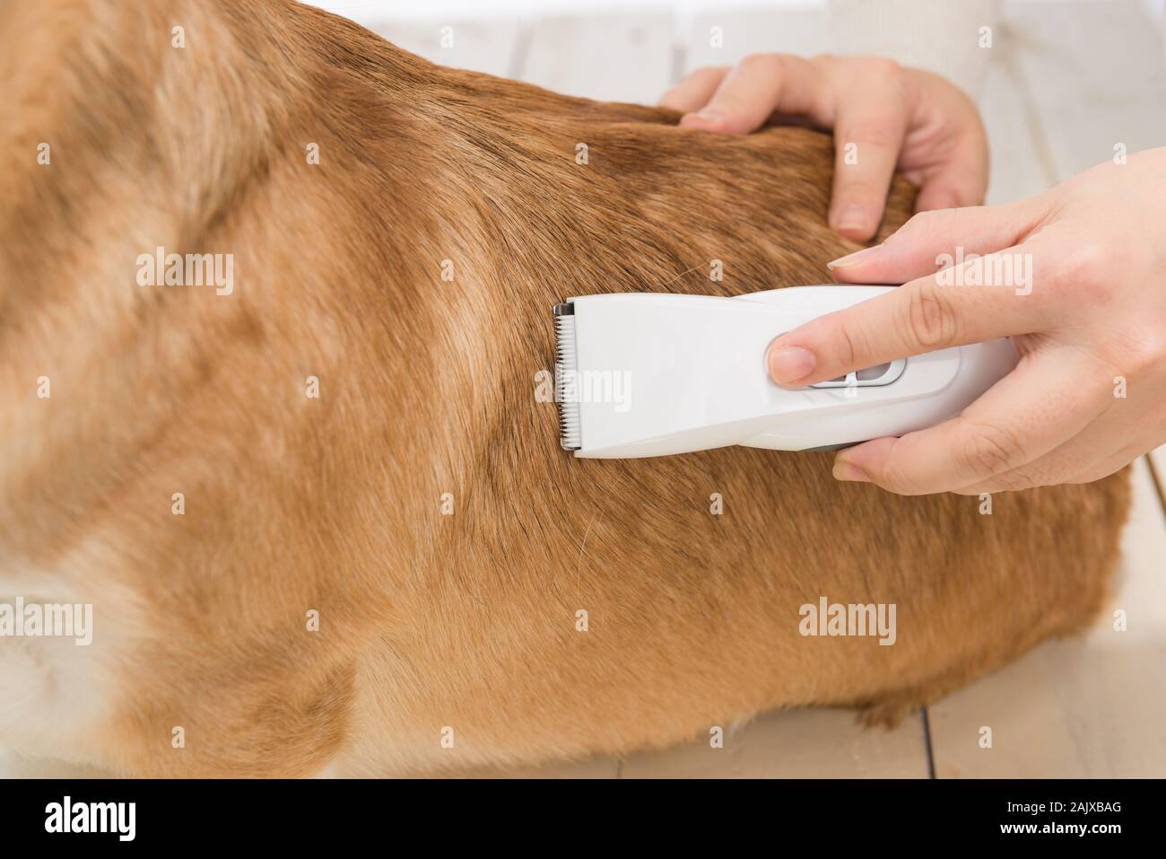 Welsh corgi pembroke ottenendo i suoi capelli tagliati a toelettatore Foto Stock