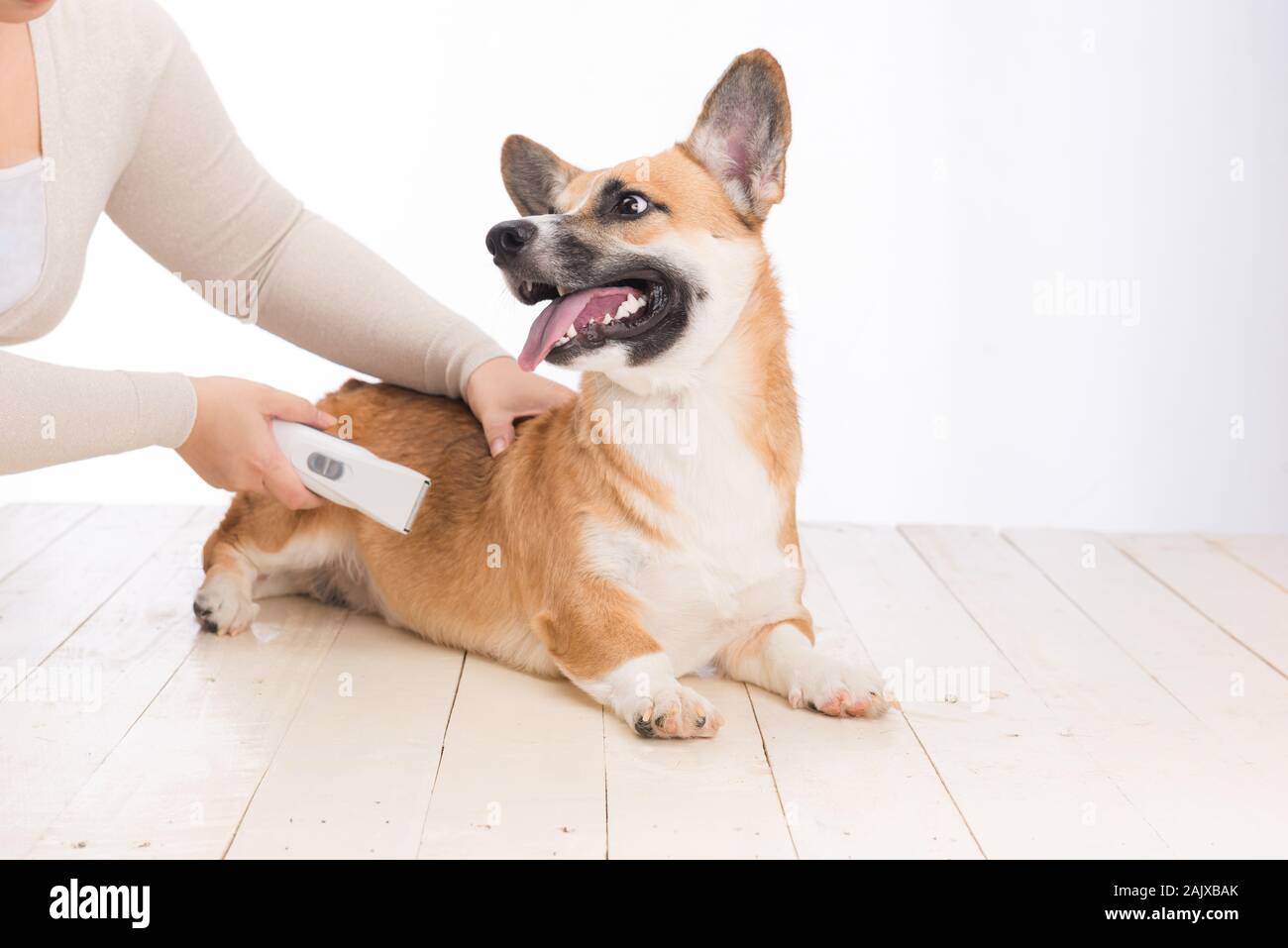 Welsh corgi pembroke getting taglio di capelli con una macchina di rasatura Foto Stock