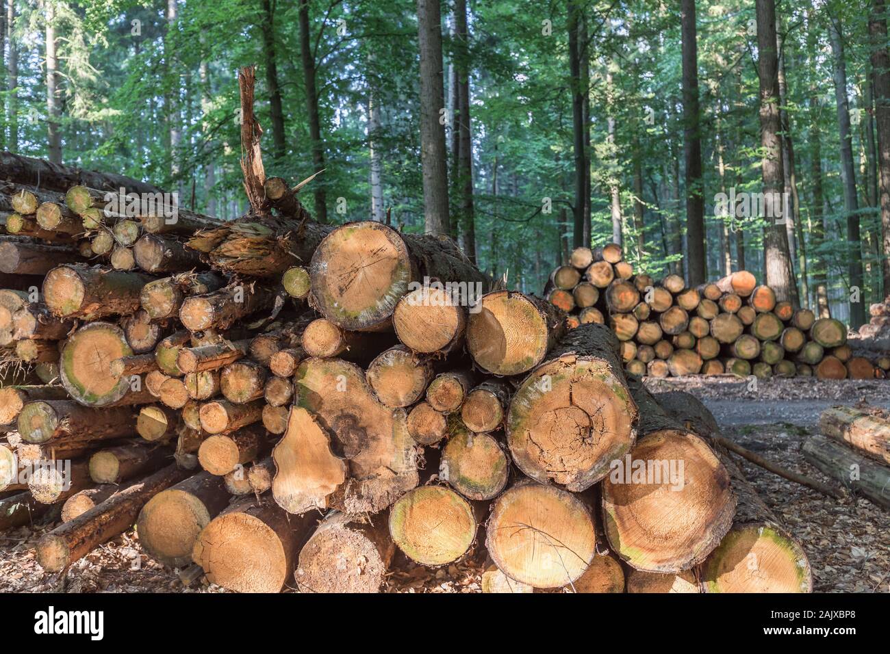 tronchi di albero impilati nella foresta Foto Stock