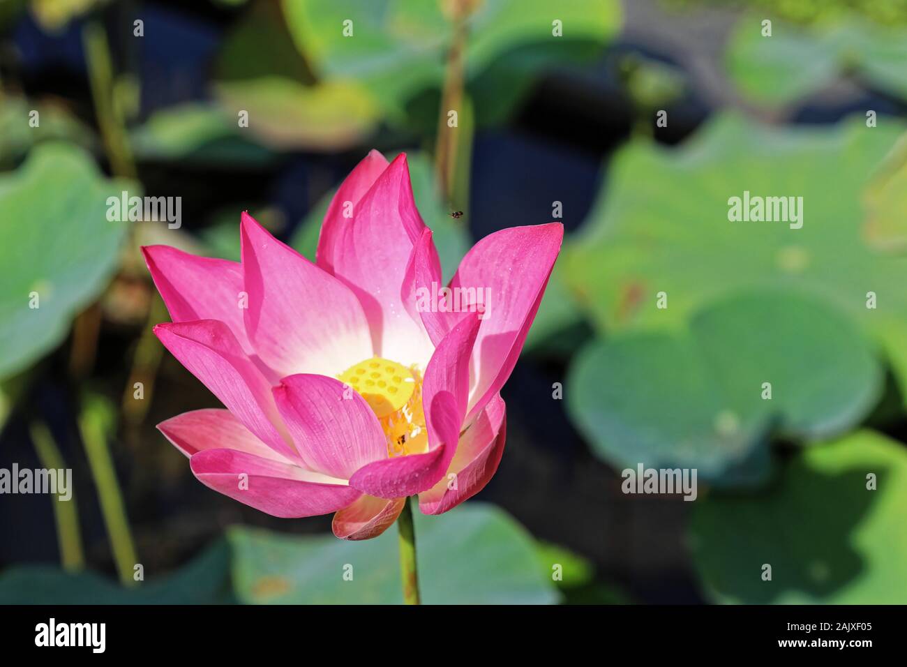 La Lotus e la bee la Lotus e la bee Foto Stock